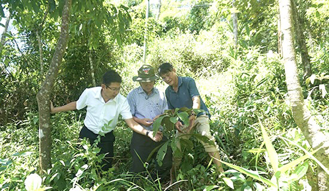 Làm rõ nguyên nhân thất bại mô hình liên kết trồng và tiêu thụ đảng sâm, khôi nhung ở Quảng Ngãi- Ảnh 3.